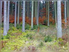 Feuer im Wald.