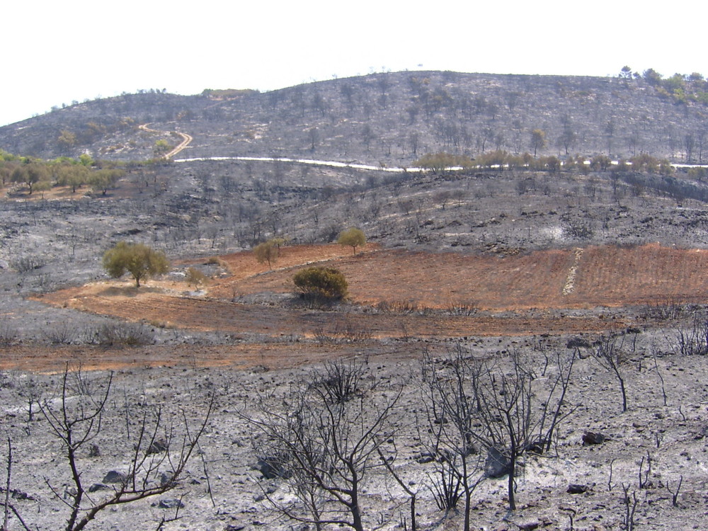 Feuer in Agala auf Zakynthos Juli 2007