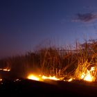 Feuer in den Zuckerrohr Feldern von Bunderberg
