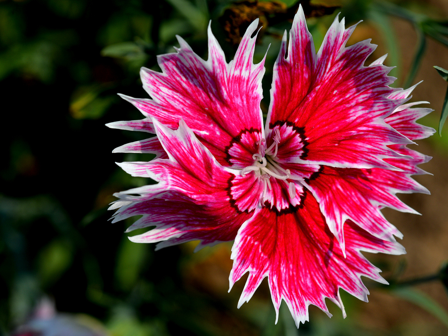 Feuer in der Blüte