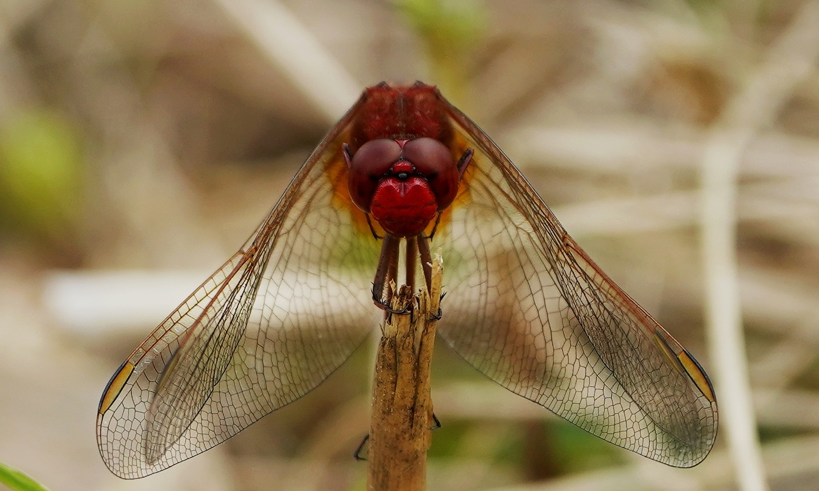 Feuer Libelle.