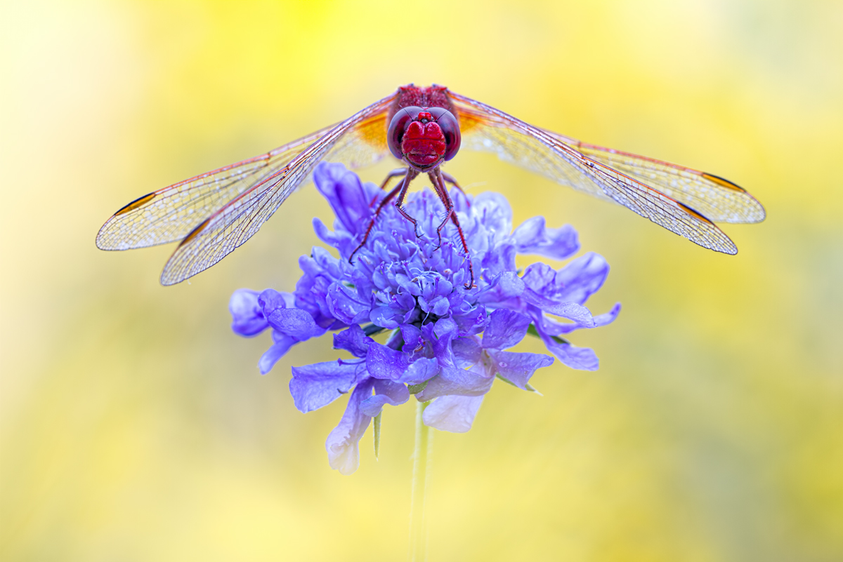 Feuer ... Libelle