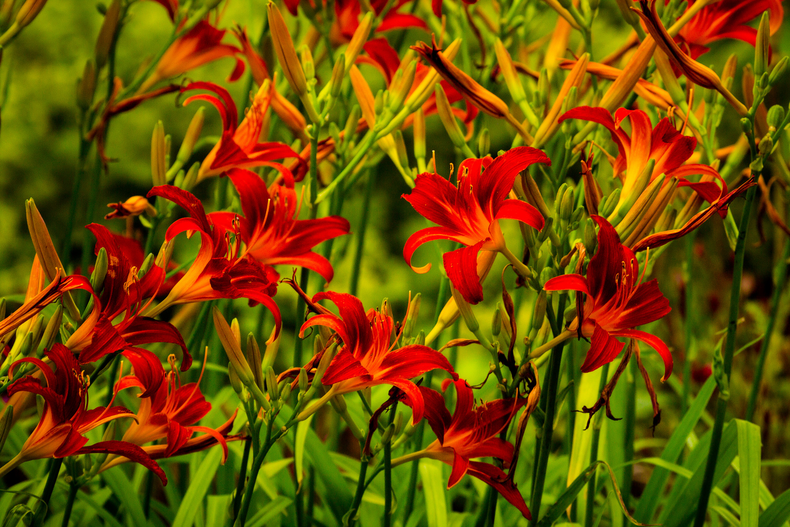 Feuer-Lilien (Lilium bulbiferum)