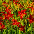 Feuer-Lilien (Lilium bulbiferum)