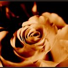 Feuer - Rose???