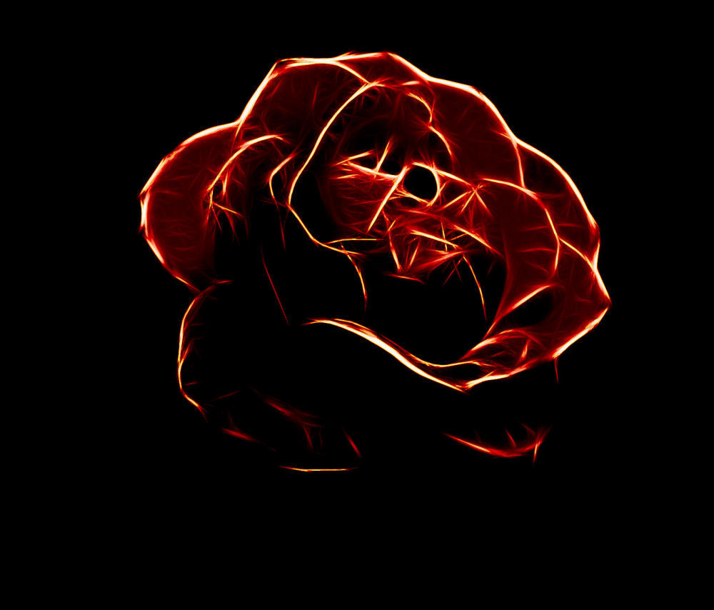 Feuer Rose