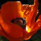 feuer-rot-leuchtender Mohn