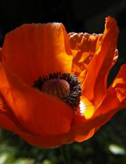 feuer-rot-leuchtender Mohn