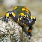 Feuer Salamander