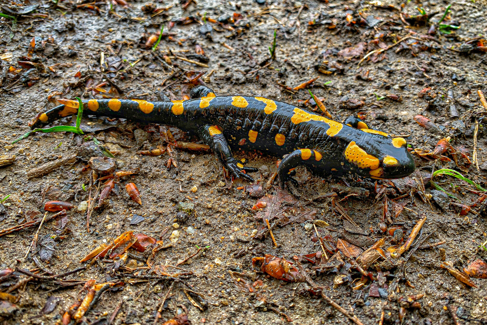 Feuer Salamander