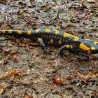 Feuer Salamander