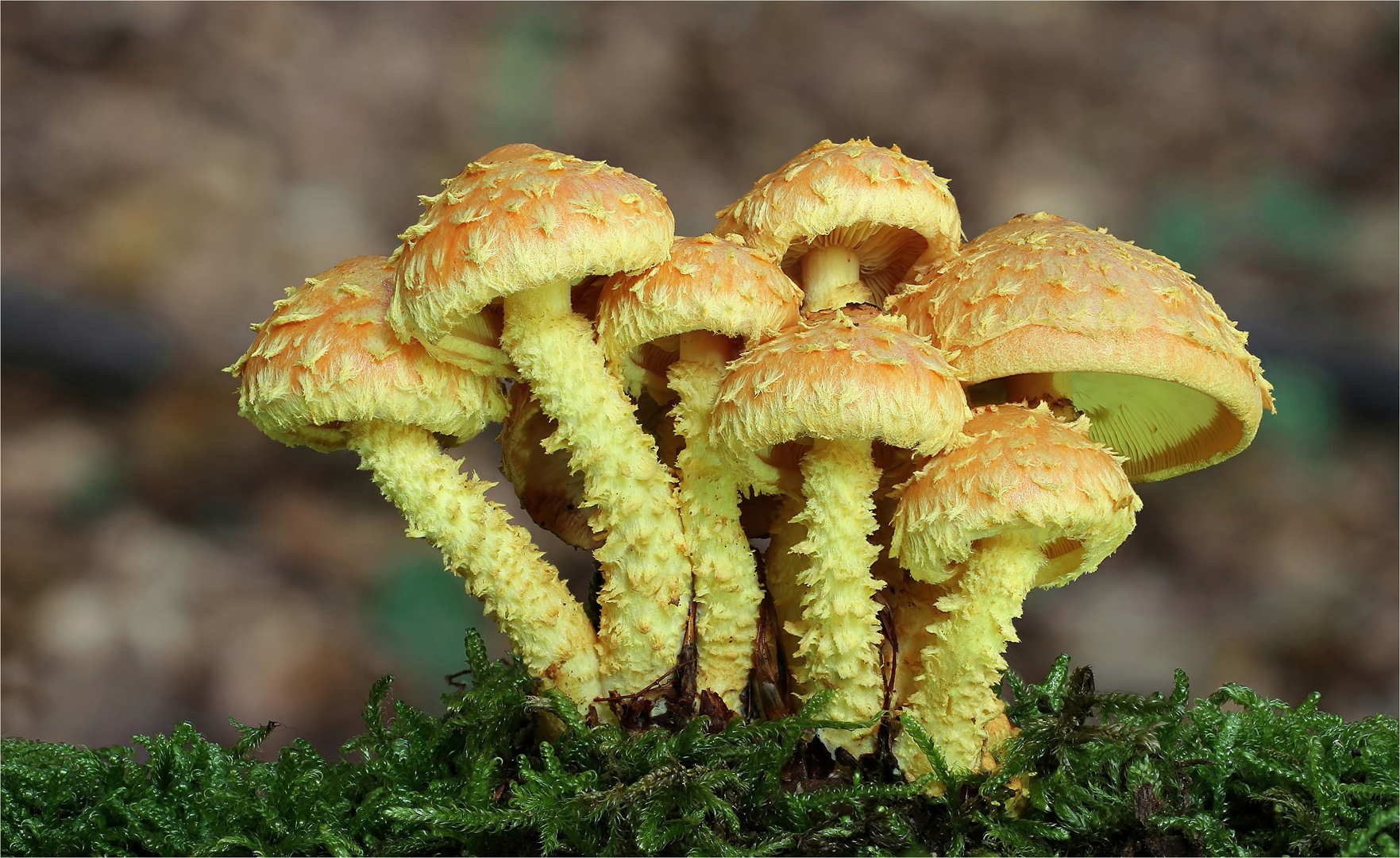 Feuer-Schüppling (Pholiota flammans)