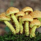 Feuer-Schüppling (Pholiota flammans)