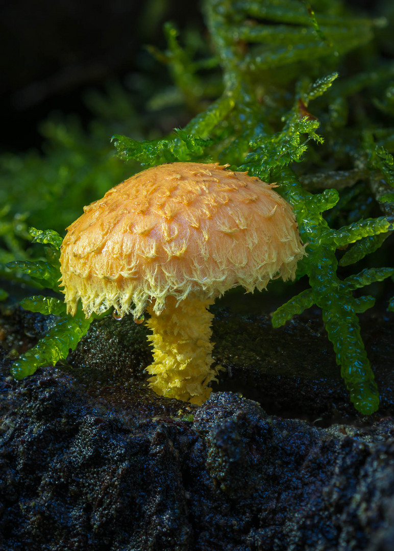 Feuer-Schüppling (Pholiota flammans)