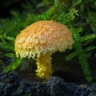 Feuer-Schüppling (Pholiota flammans)