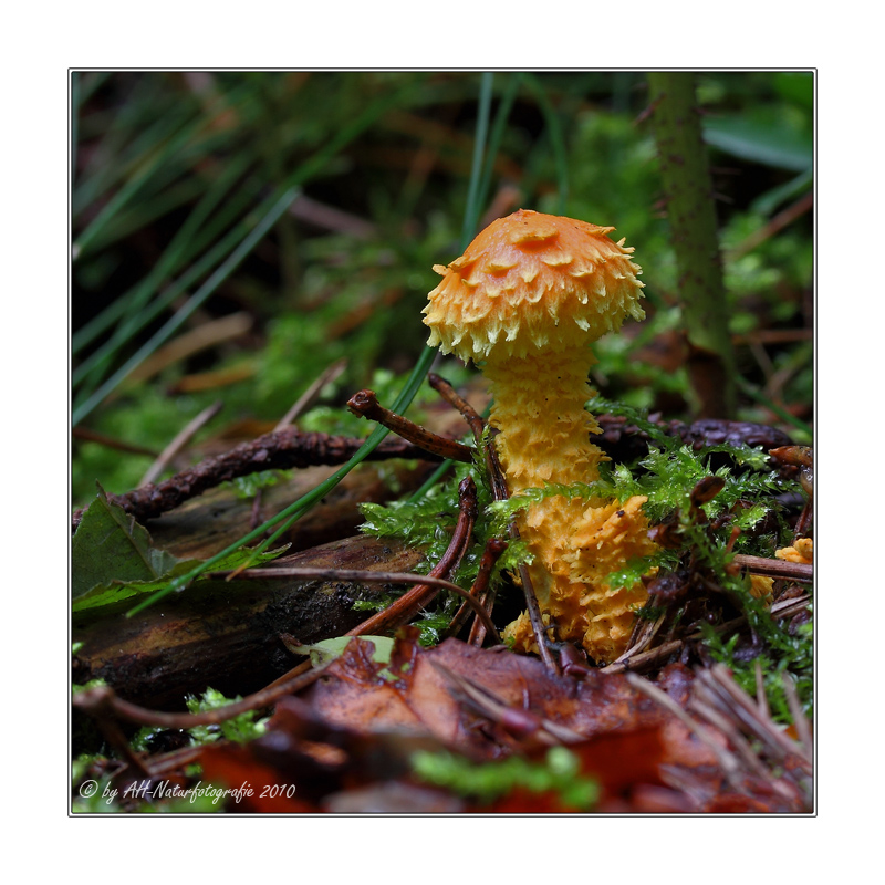 Feuer-Schüppling (Pholiota flammans)