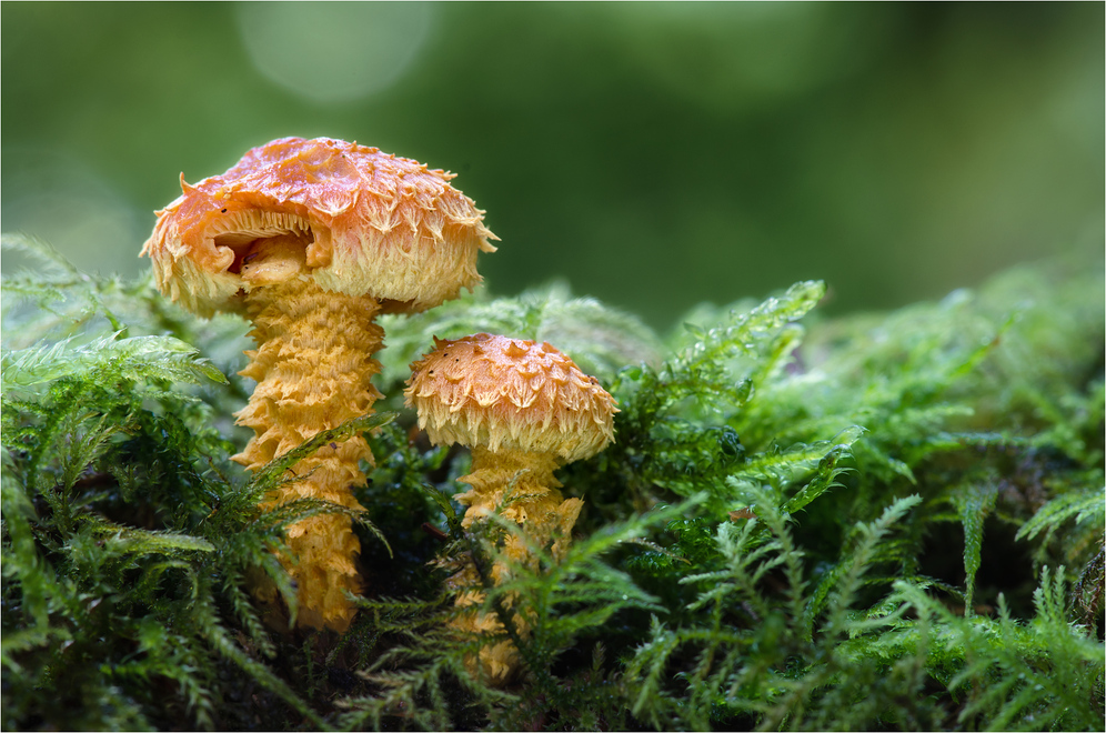 Feuer-Schüpplinge (Pholiota flammans)