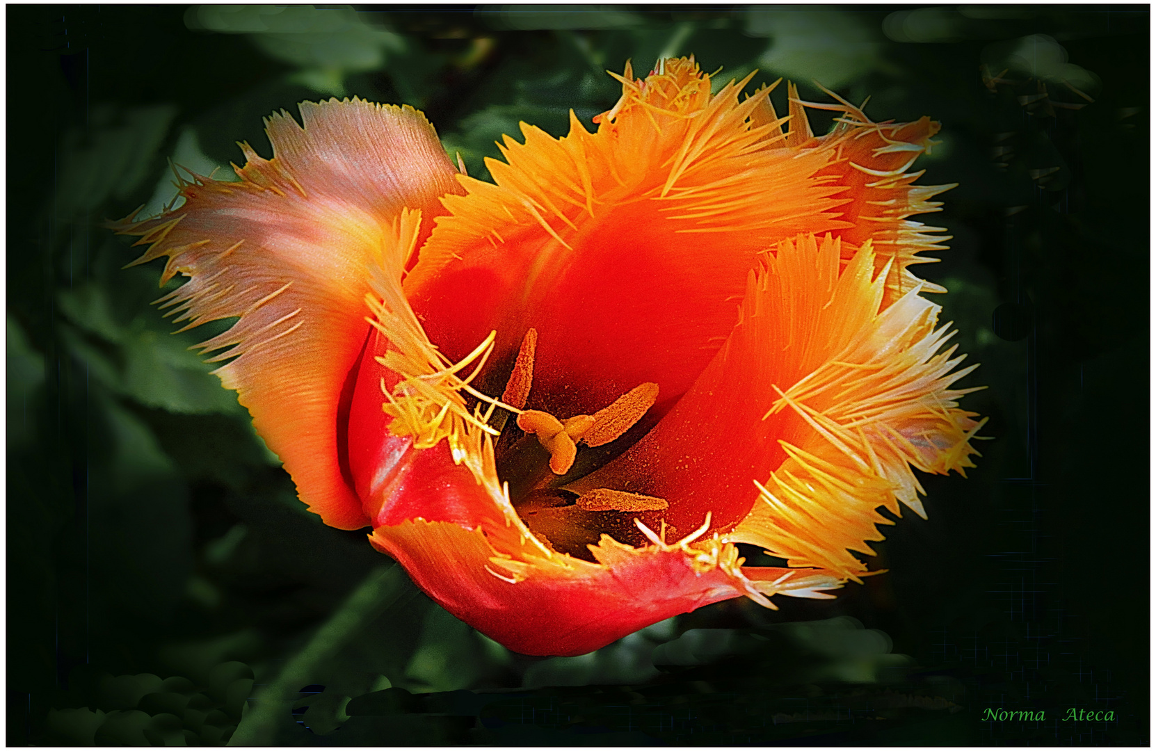 Feuer Tulpe  