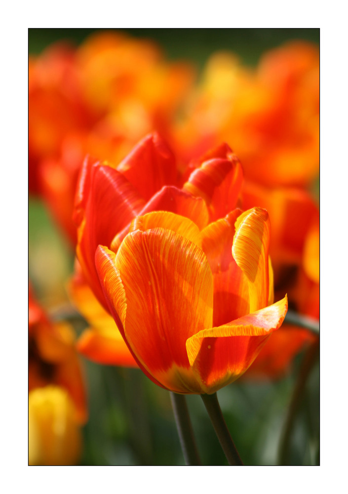 Feuer Tulpen