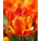 Feuer Tulpen