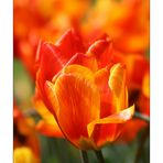 Feuer Tulpen