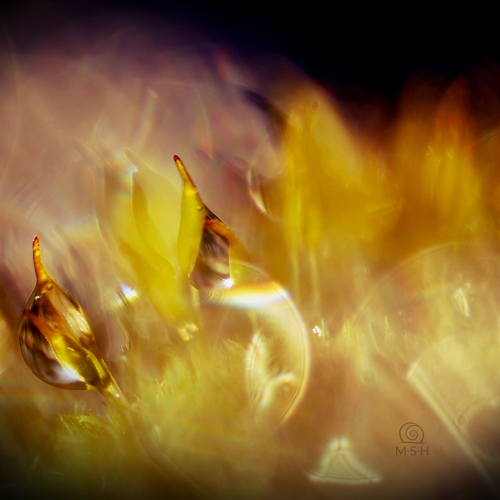 Feuer und Eis Foto & Bild | natur-makros, natur-kreativ