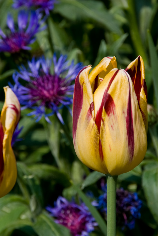 Feuer und Flamme für den Frühling