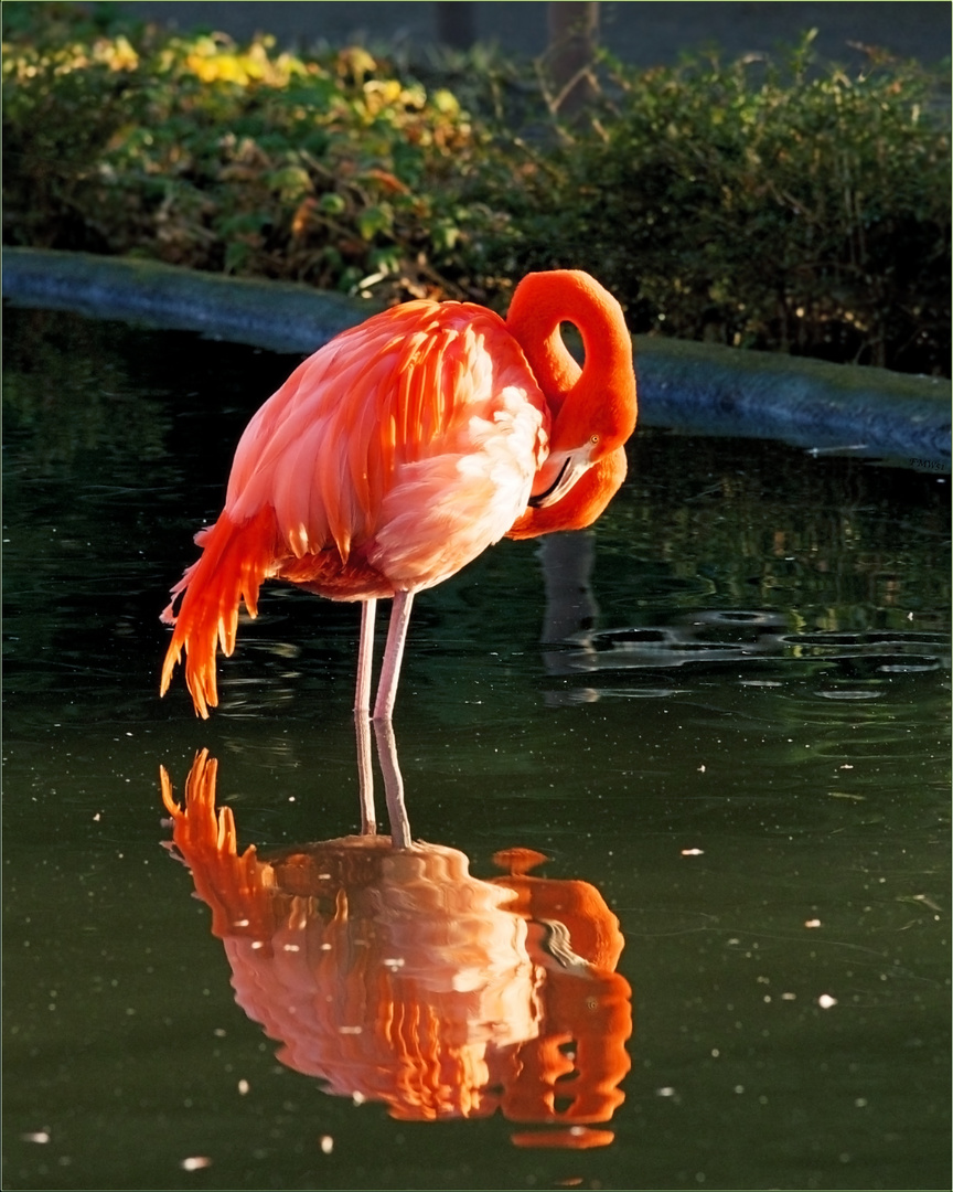 Feuer Und Wasser Foto Bild Tiere Zoo Wildpark Falknerei Vogel Bilder Auf Fotocommunity