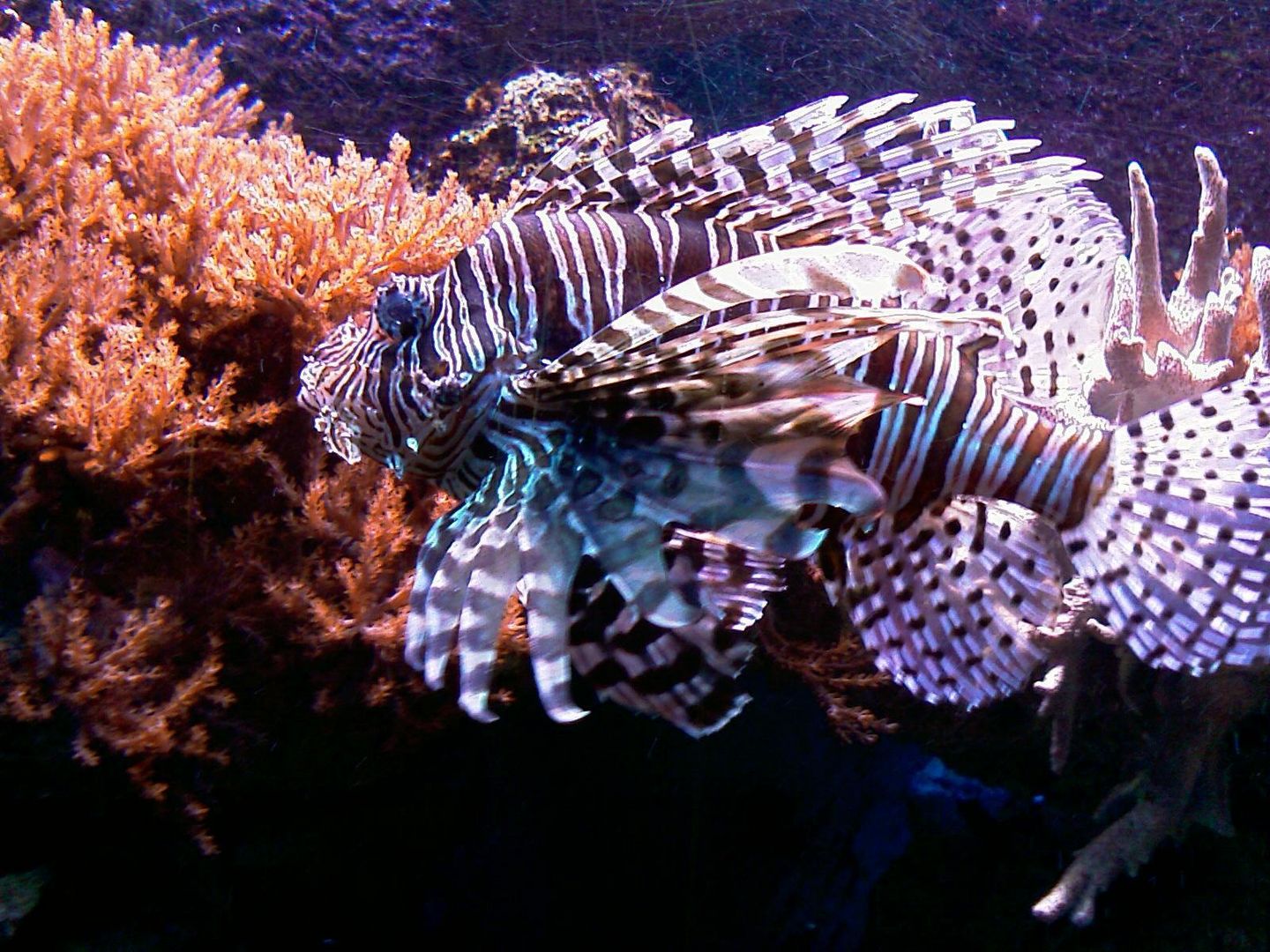 Feuer Unter Wasser Foto Bild Natur Tiere Youth Bilder Auf Fotocommunity