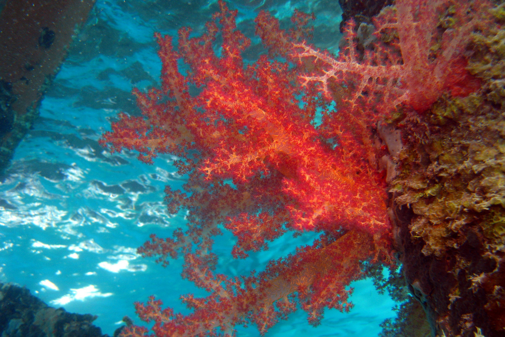 Feuer Unter Wasser Foto Bild Tiere Wildlife Quallen Anemonen Korallen Bilder Auf Fotocommunity