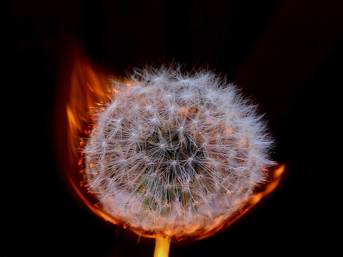 Feuer verschlingt Pusteblume