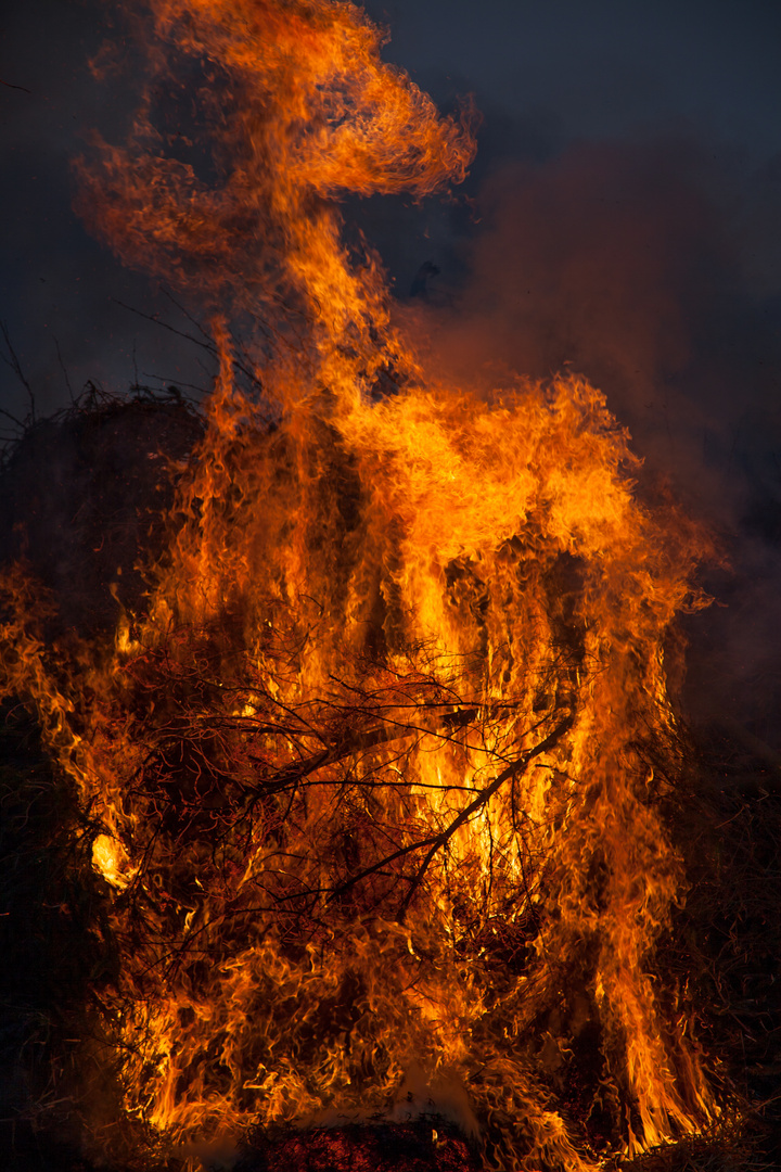 Feuer-Vogel