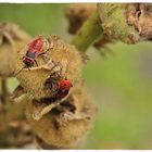 Feuer Wanzen auf Stockrose