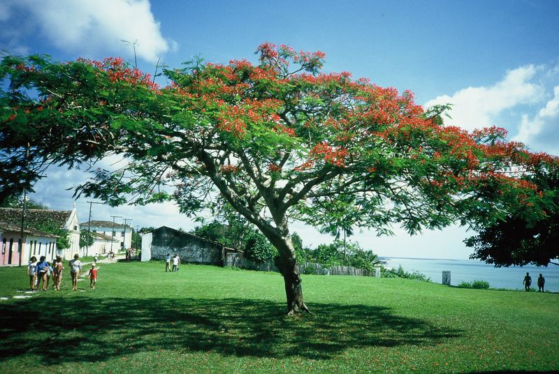 Feuerakazie in der historischen Oberstadt von Porto Seguro/Bahia