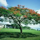 Feuerakazie in der historischen Oberstadt von Porto Seguro/Bahia