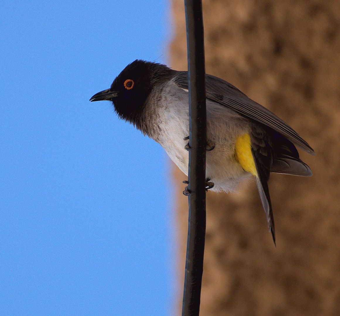 Feueraugenbülbül (Pycnonotus nigricans)