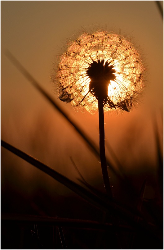 Feuerball