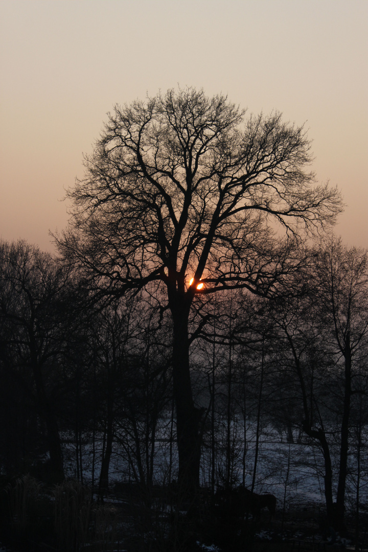 Feuerball hinterm Baum