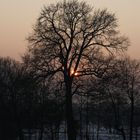 Feuerball hinterm Baum