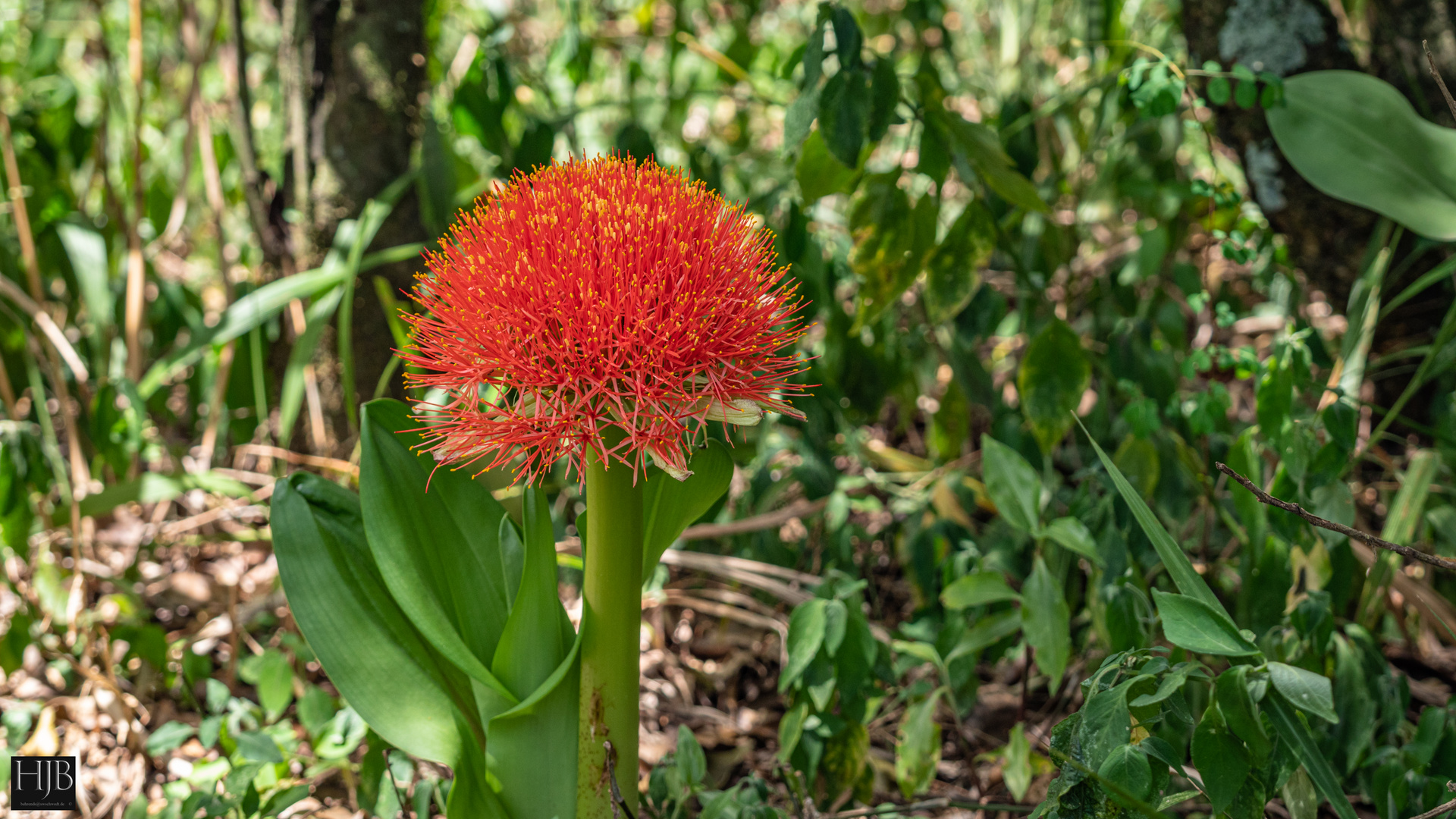 Feuerball-Lilie (Scadoxus multiflorus) 