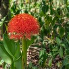 Feuerball-Lilie (Scadoxus multiflorus) 