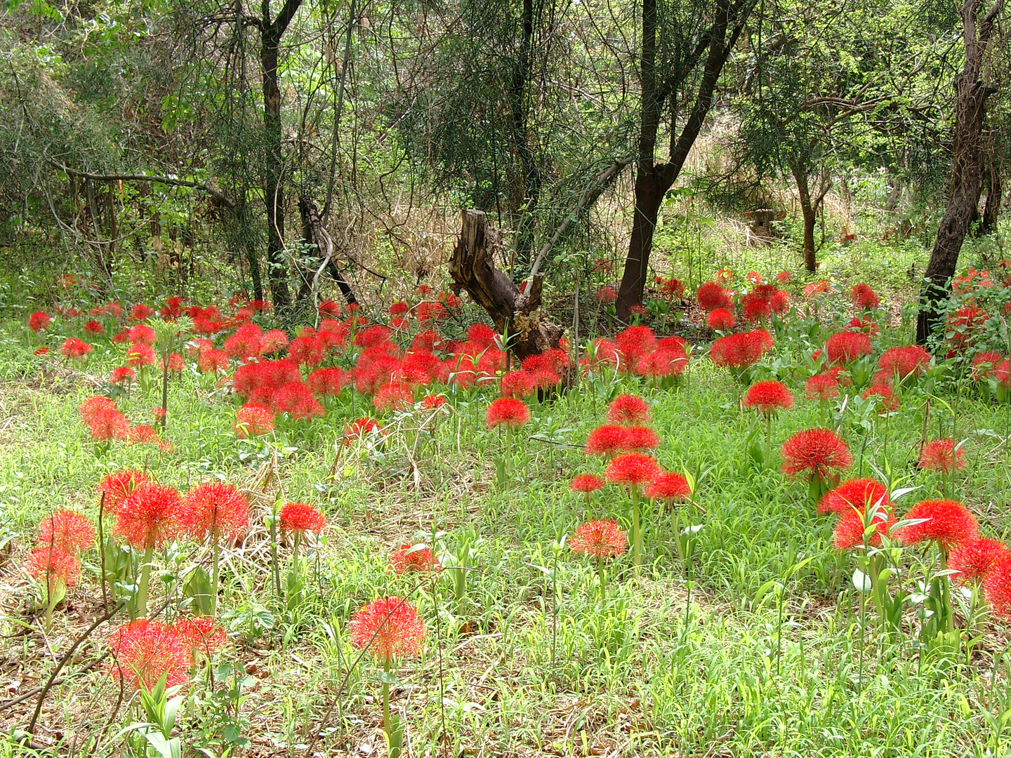 Feuerballlilien im Malawi