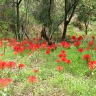 Feuerballlilien im Malawi