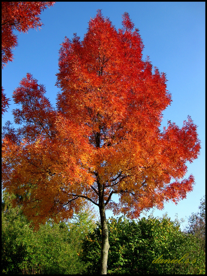 Feuerbaum