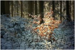 Feuerbaum im Schnee ...