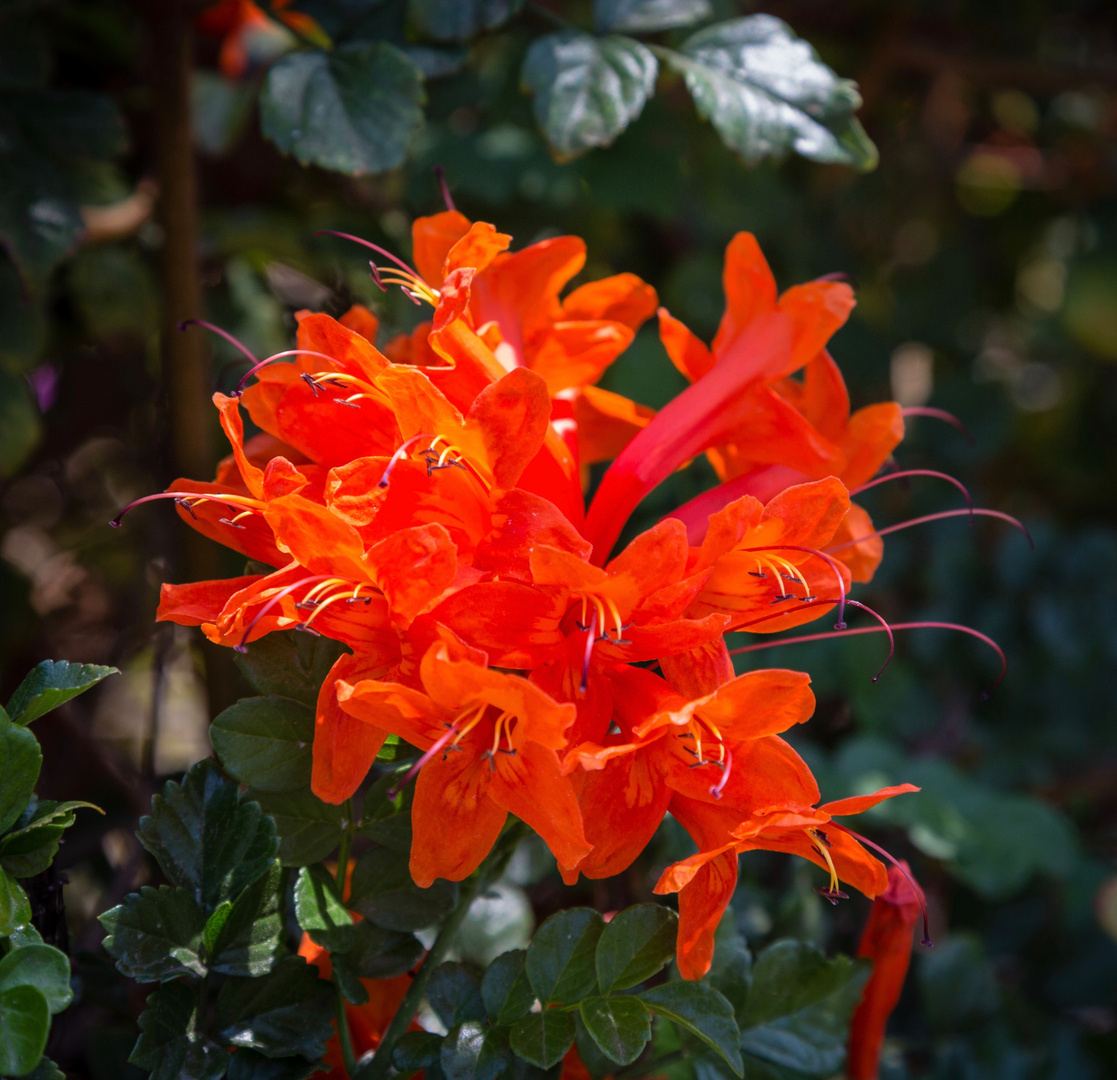 Feuerbigonie (Pyrostegia Ignea)