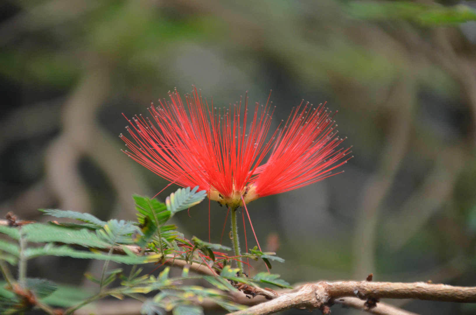 Feuerblüte