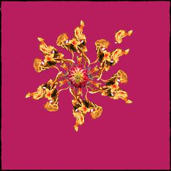 Feuerblume 1 Kopie 9e_1