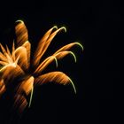 Feuerblume 2