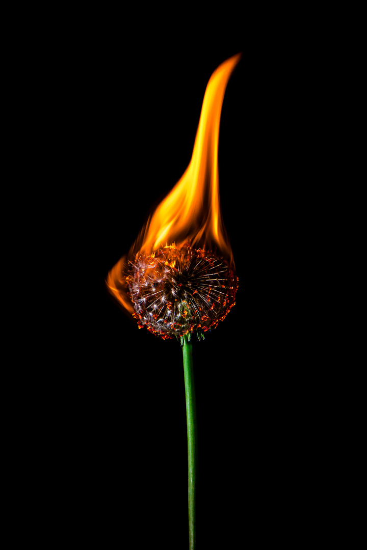 Feuerblume